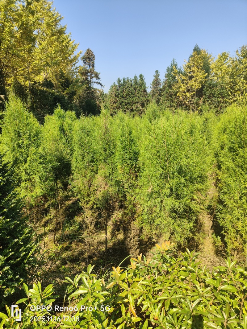 柏木苗