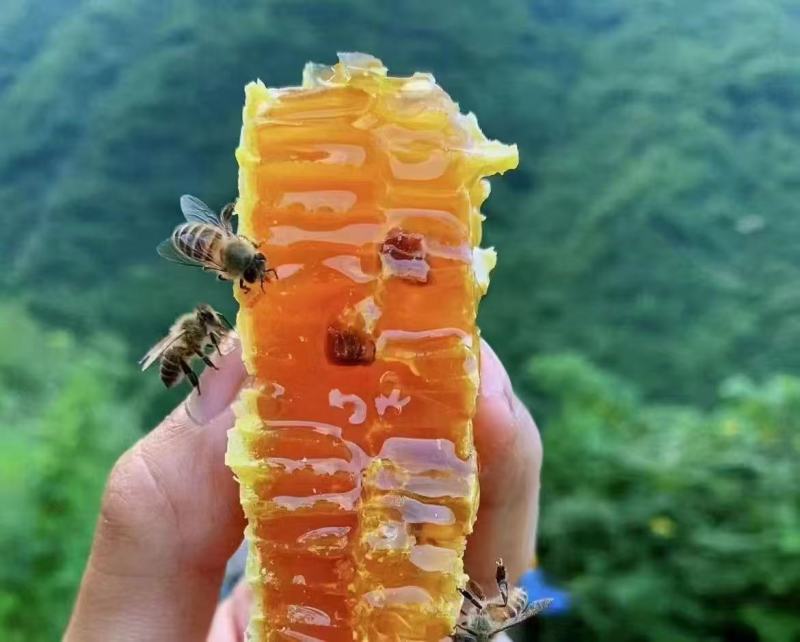 印江县刀坝镇玉龙山黄精五倍子***蜂蜜