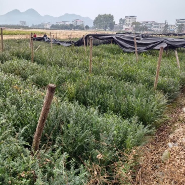 红豆杉
