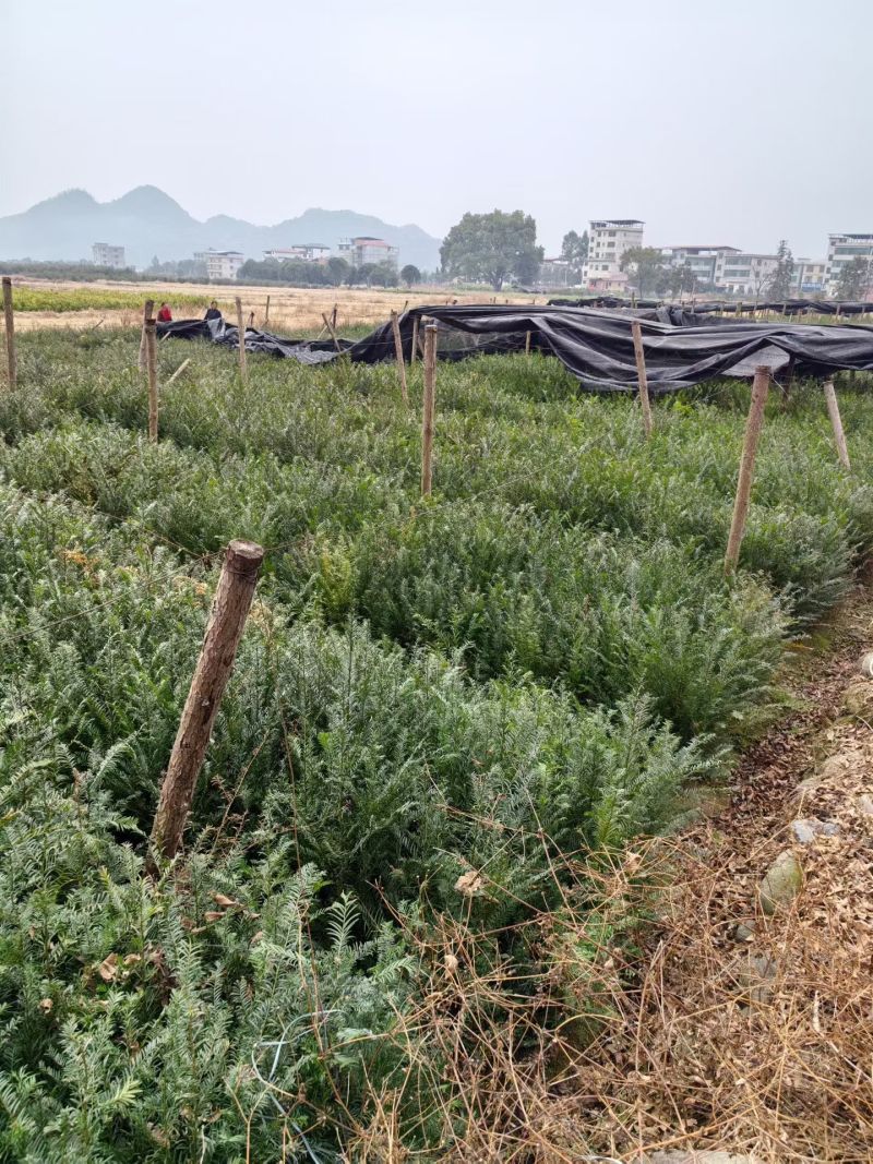 红豆杉