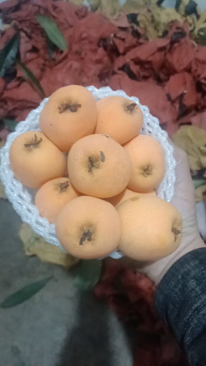 枇杷