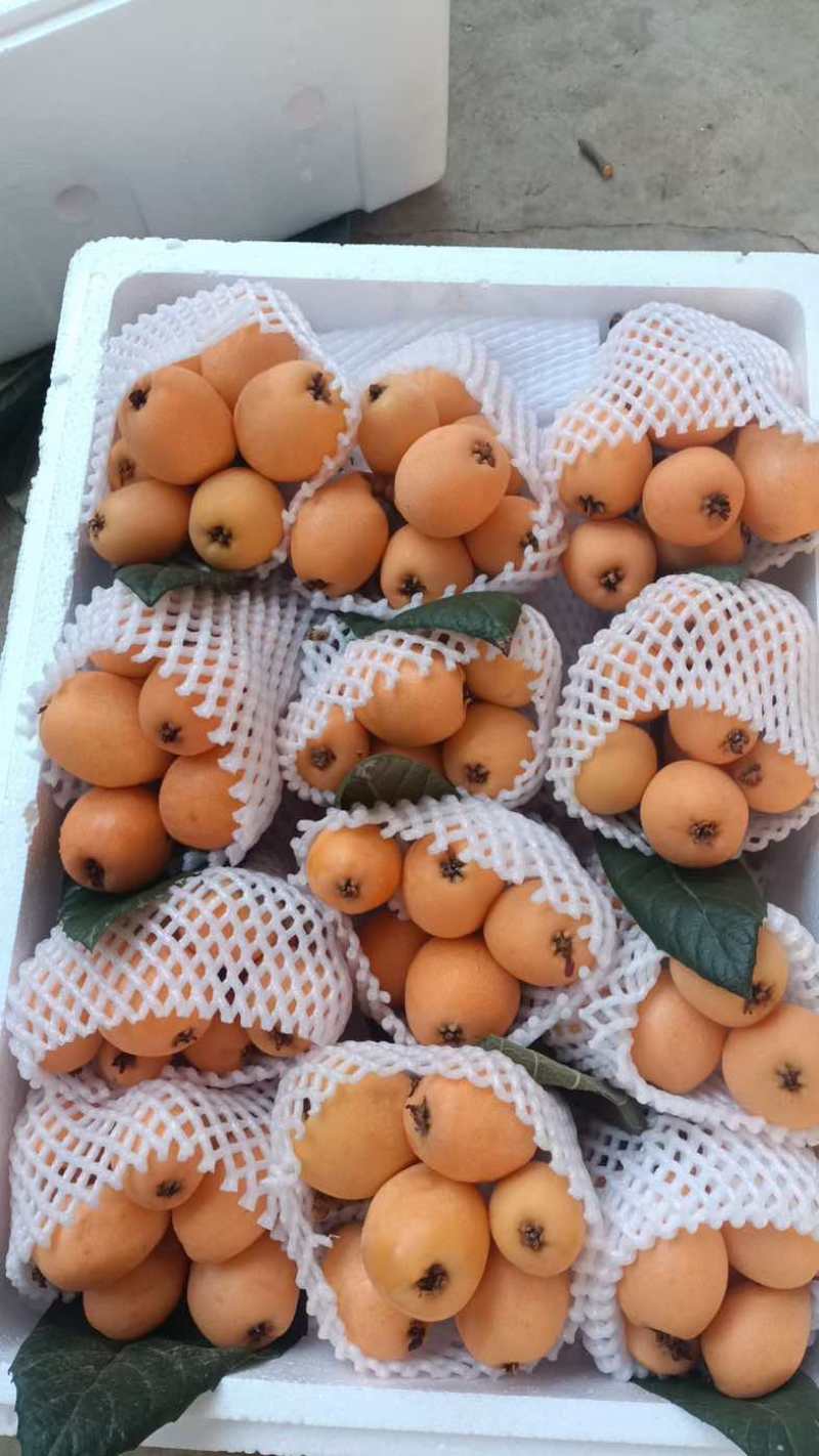 枇杷