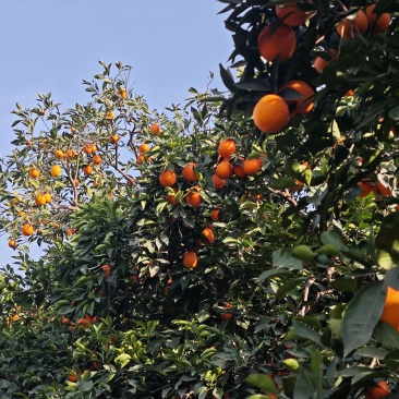 奉节脐橙72-1，个人种植户，无中间商，口感脆甜，在朱衣镇