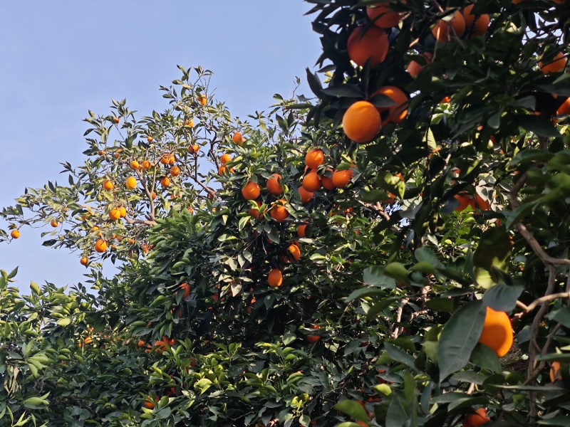 奉节脐橙72-1，个人种植户，无中间商，口感脆甜，在朱衣镇