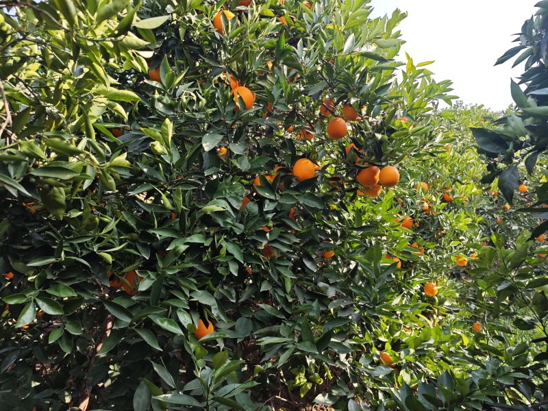 奉节脐橙72-1，个人种植户，无中间商，口感脆甜，在朱衣镇