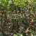 奉节脐橙72-1，个人种植户，无中间商，口感脆甜，在朱衣镇