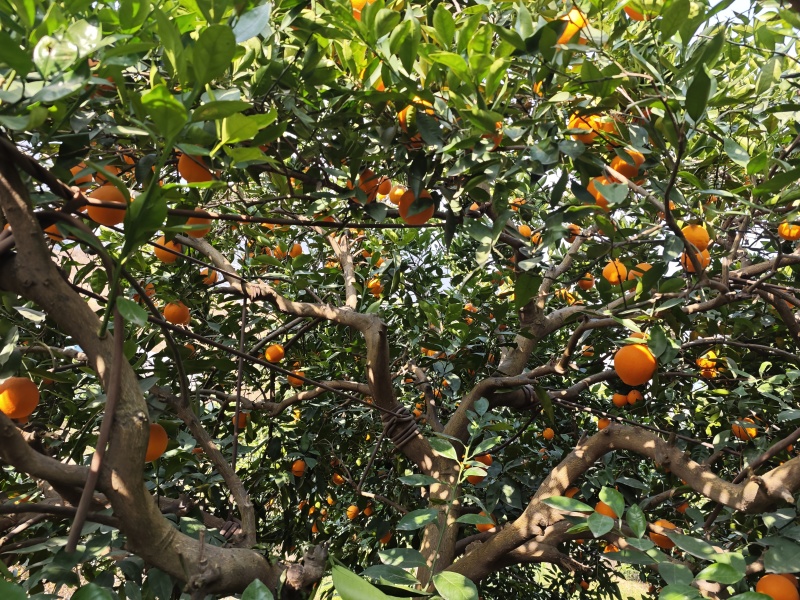 奉节脐橙72-1，个人种植户，无中间商，口感脆甜，在朱衣镇