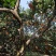 奉节脐橙72-1，个人种植户，无中间商，口感脆甜，在朱衣镇