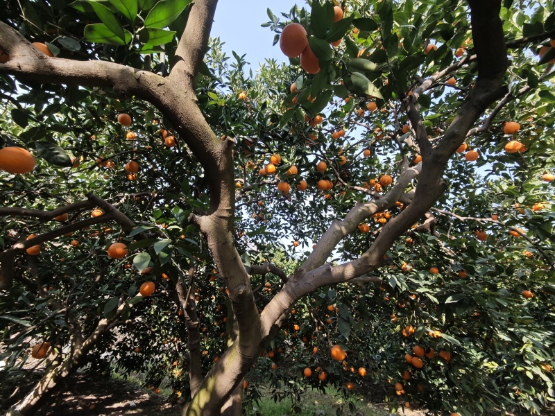 奉节脐橙72-1，个人种植户，无中间商，口感脆甜，在朱衣镇