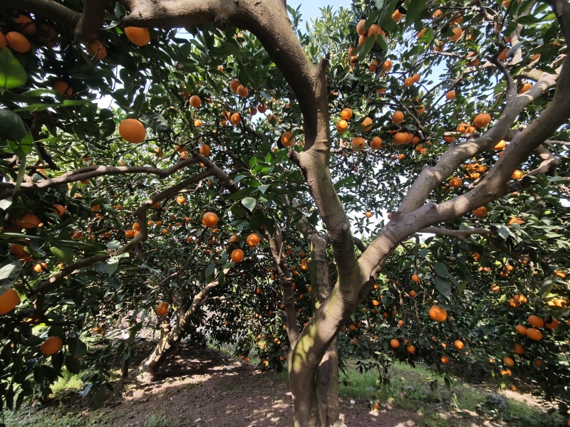 奉节脐橙72-1，个人种植户，无中间商，口感脆甜，在朱衣镇