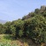 奉节脐橙72-1，个人种植户，无中间商，口感脆甜，在朱衣镇