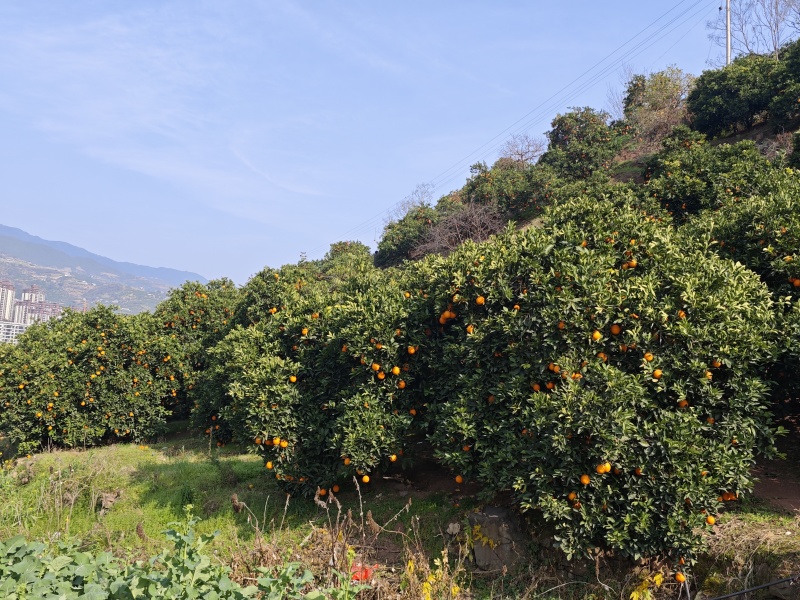 奉节脐橙72-1，个人种植户，无中间商，口感脆甜，在朱衣镇