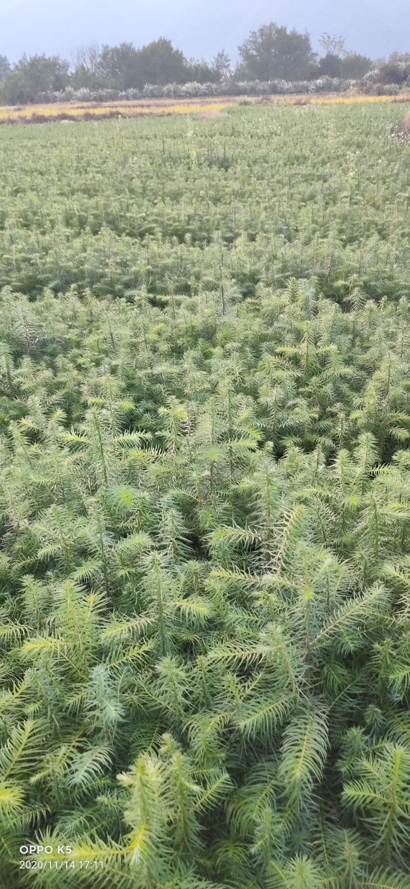 杉木苗