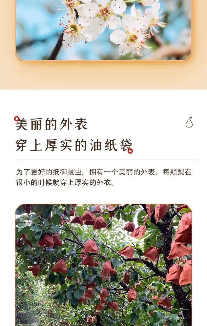 【果园自营】正宗山西贡梨应季新鲜水果薄皮核小山西产地直发包邮