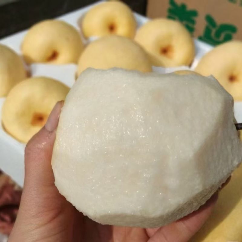 【果园自营】正宗山西贡梨应季新鲜水果薄皮核小山西产地直发包邮