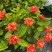 小叶龙船花（档口货，工程货）