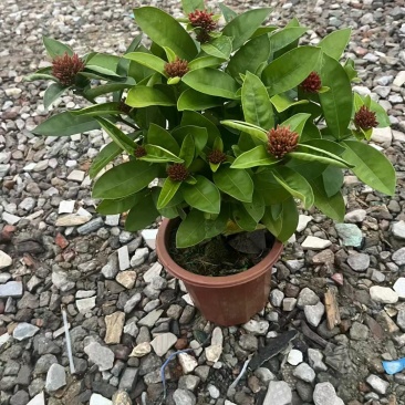 小叶龙船花（档口货，工程货）