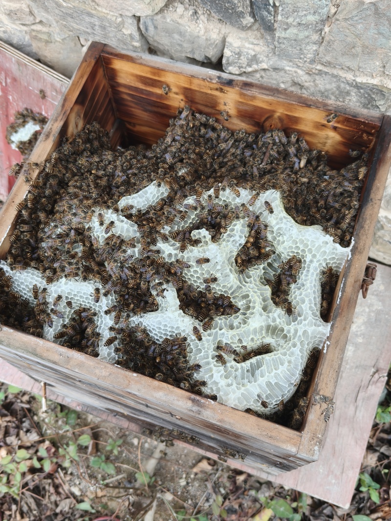 来自兰溪黄店土蜂枇杷蜜