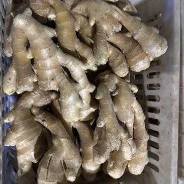 昌邑金昌大姜