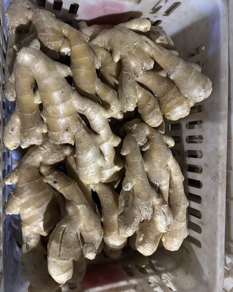 昌邑金昌大姜