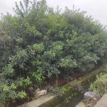 杜英