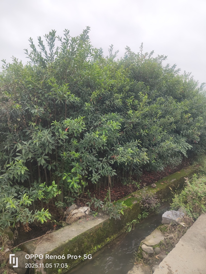 杜英