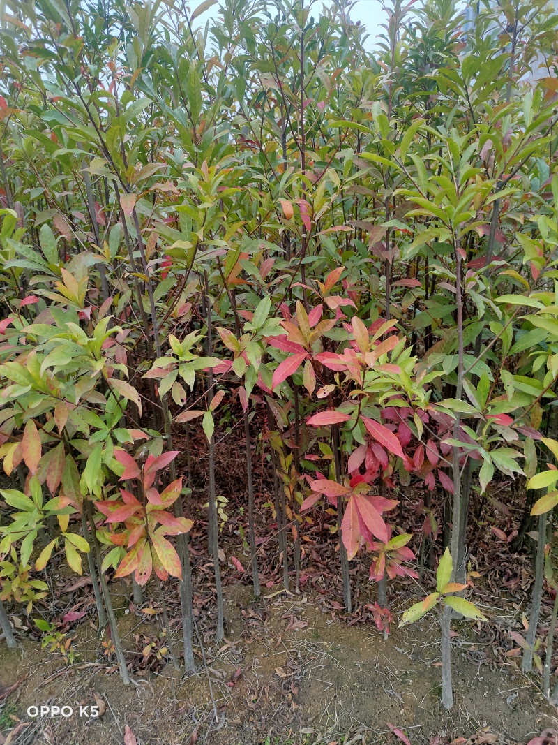 杜英