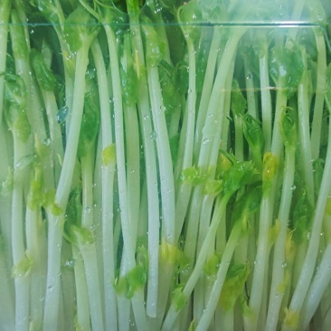 高品质高质量豌豆苗盒装泡沫箱包装加冰袋欢迎订购不老豌豆苗