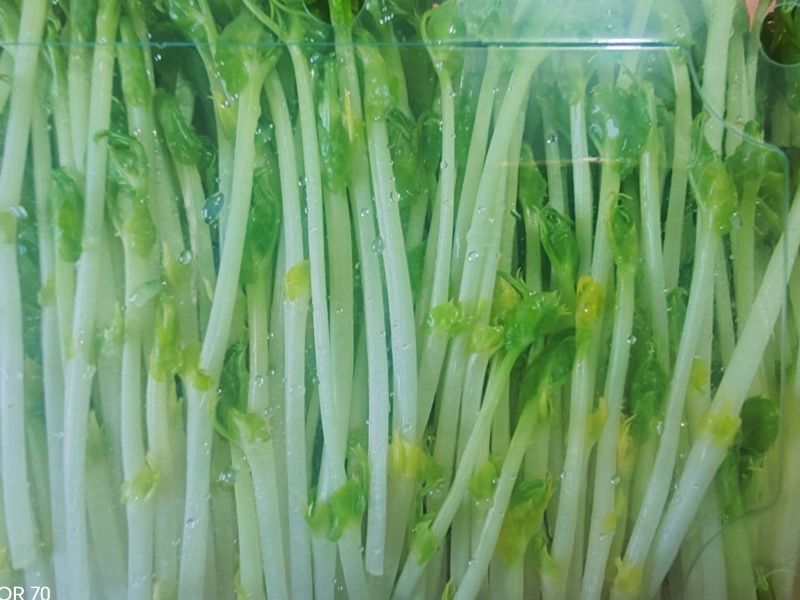 高品质高质量豌豆苗盒装泡沫箱包装加冰袋欢迎订购不老豌豆苗