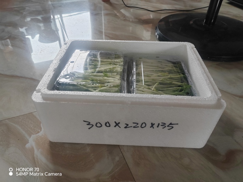 高品质高质量豌豆苗盒装泡沫箱包装加冰袋欢迎订购不老豌豆苗