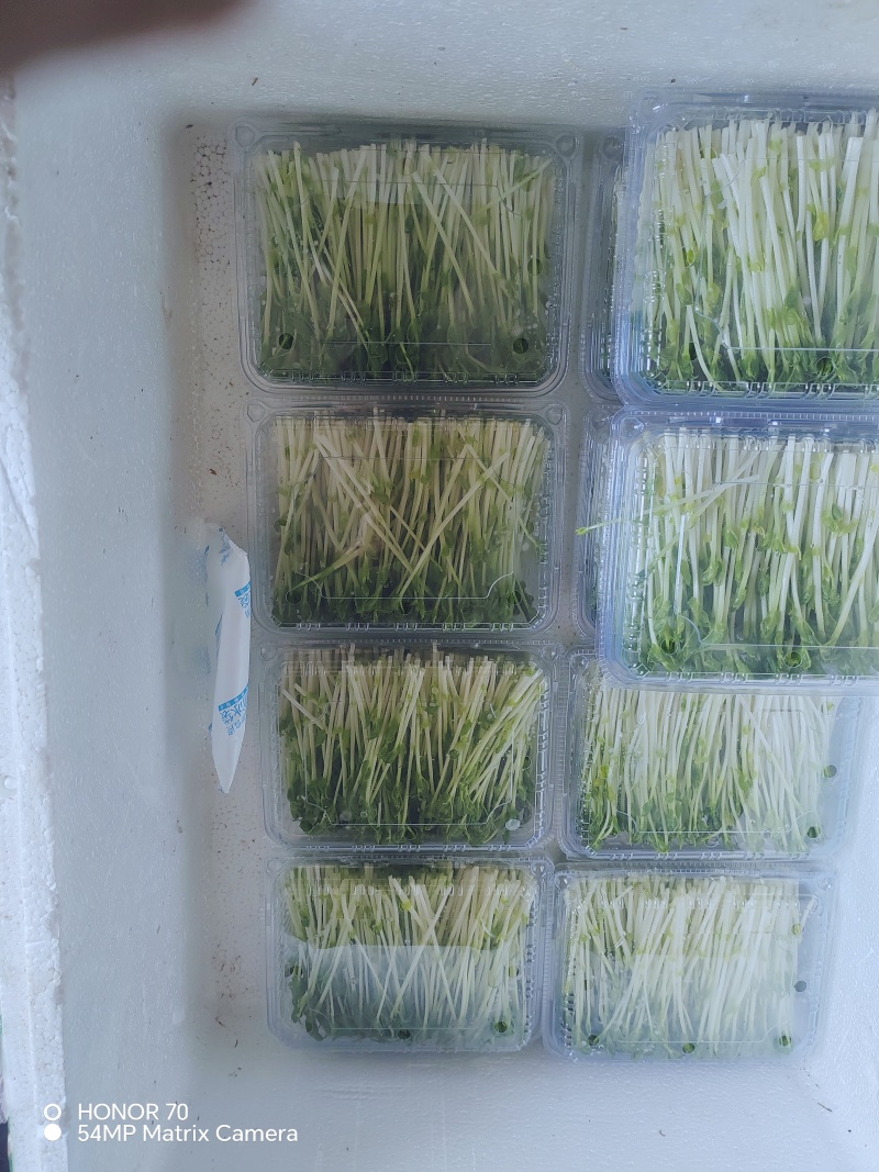 高品质高质量豌豆苗盒装泡沫箱包装加冰袋欢迎订购不老豌豆苗