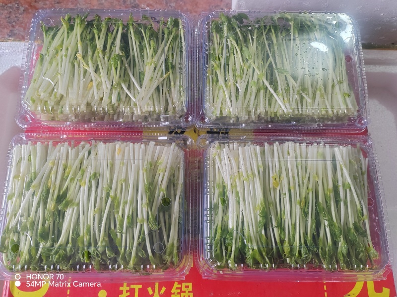 高品质高质量豌豆苗盒装泡沫箱包装加冰袋欢迎订购不老豌豆苗