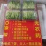 高品质高质量豌豆苗盒装泡沫箱包装加冰袋欢迎订购不老豌豆苗