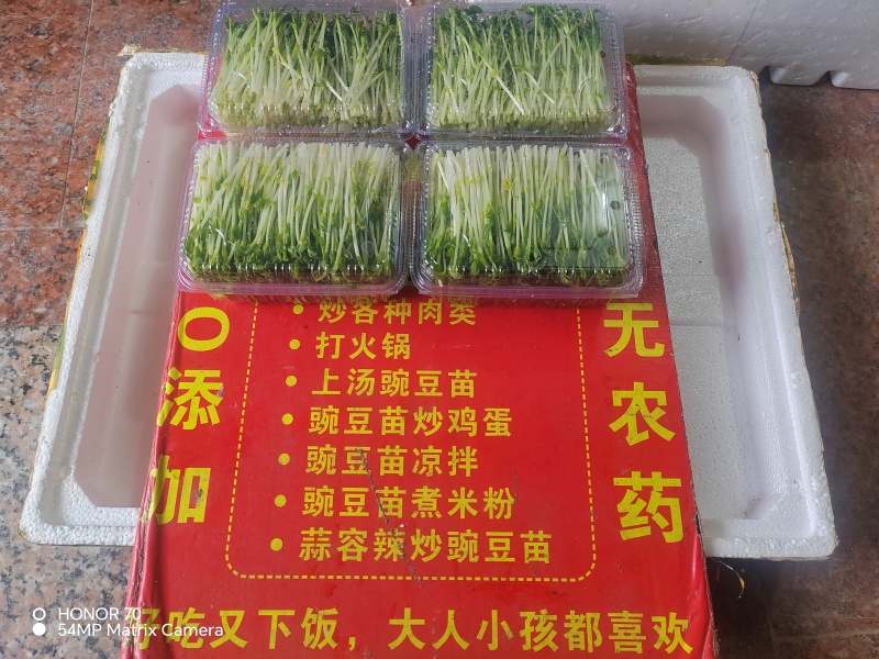 高品质高质量豌豆苗盒装泡沫箱包装加冰袋欢迎订购不老豌豆苗