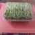高品质高质量豌豆苗盒装泡沫箱包装加冰袋欢迎订购不老豌豆苗
