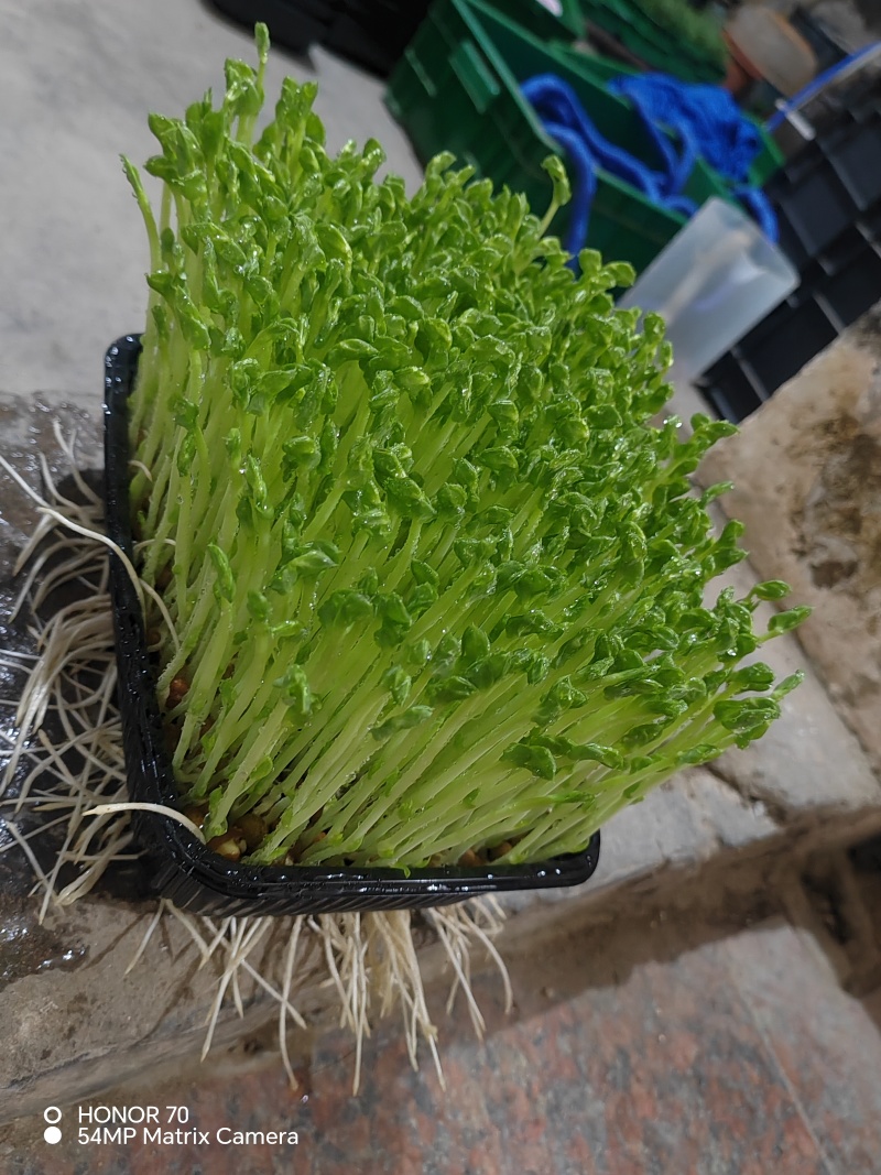 高品质高质量豌豆苗盒装泡沫箱包装加冰袋欢迎订购不老豌豆苗