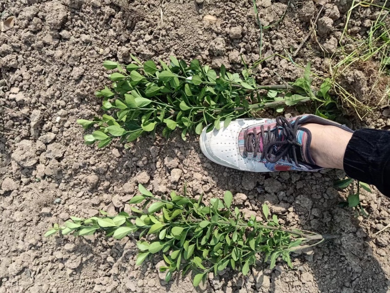 大叶黄杨2年苗