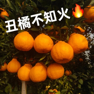 丑橘不知火通货