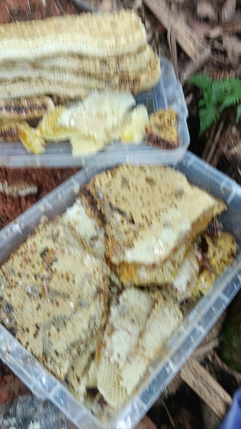 深山土蜂蜜