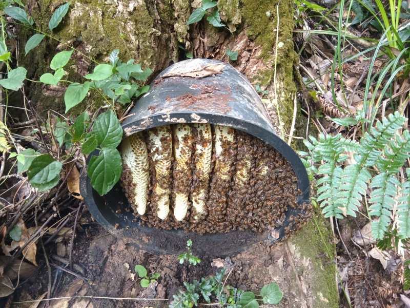 深山土蜂蜜