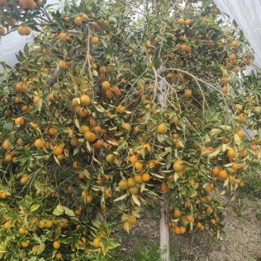 脆蜜金桔