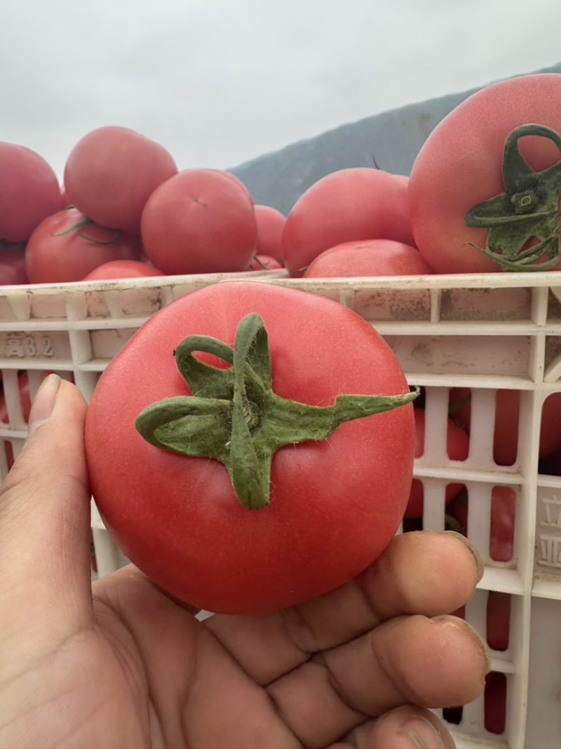 西红柿