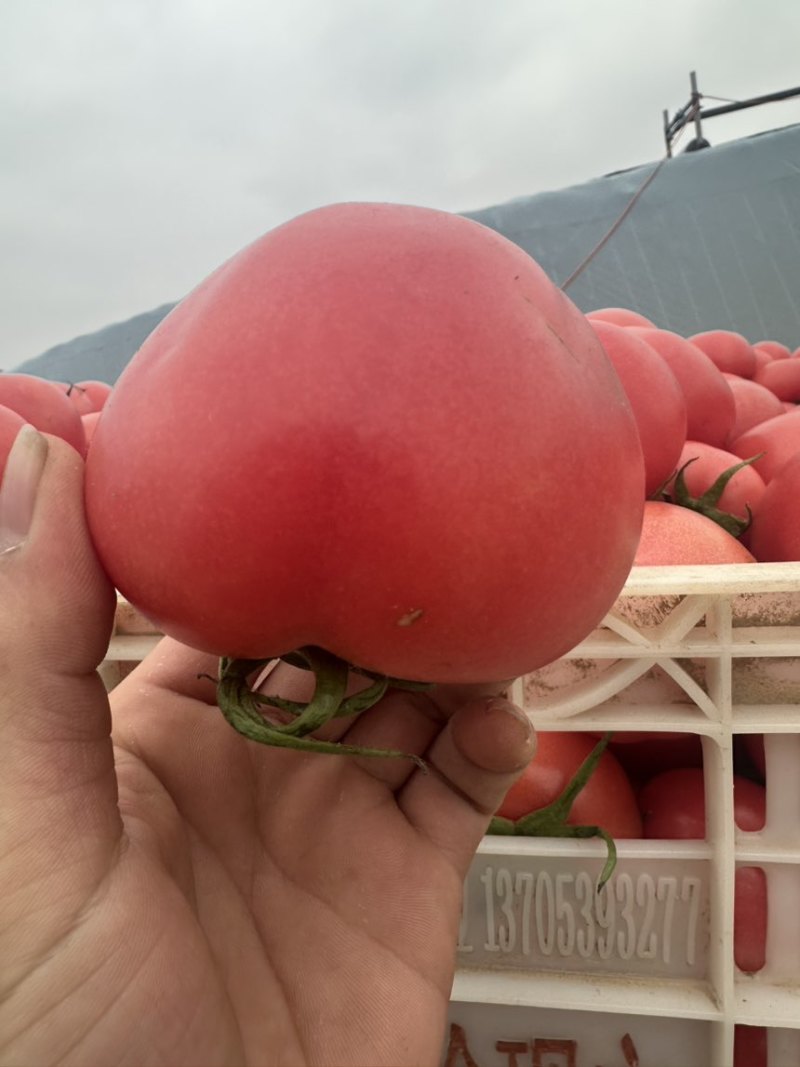 西红柿