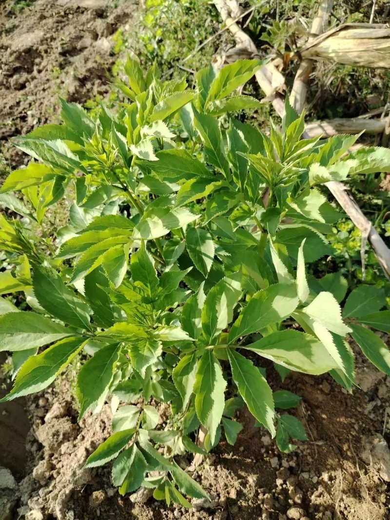 春节木