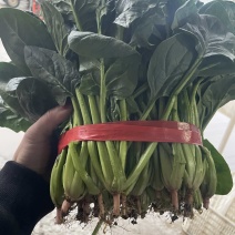 精品菠菜