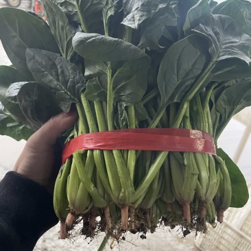 精品菠菜