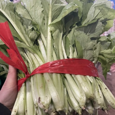 精品小白菜