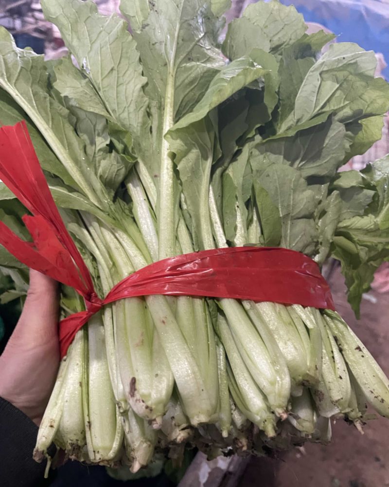 精品小白菜