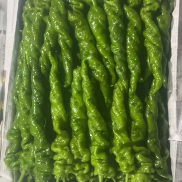 螺丝椒
