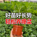 福建漳州片仔癀草（白凤菜）榨汁煮汤清香50棵/件35.8